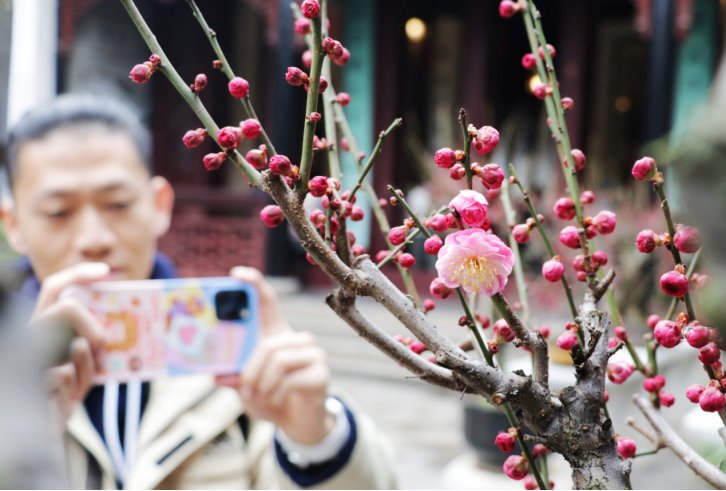 中年|2021迎春梅花展系列主题活动隆重启幕