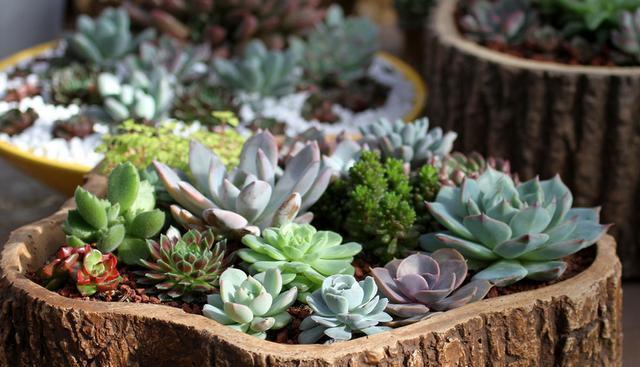 仙人球、多肉植物最喜欢这种“土”,好用不花钱,植物不烂根