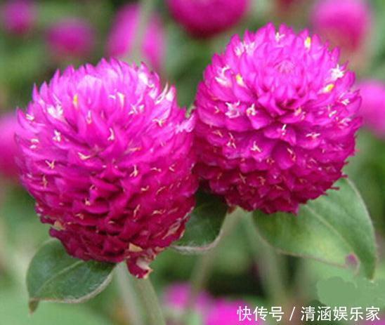 客厅|客厅养盆“千日红”，花朵鲜艳、不“凋零”，一养就是几十年