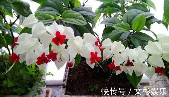 一种新型花卉“龙吐珠”,1朵花开2色,开花一串串,高贵寓意好