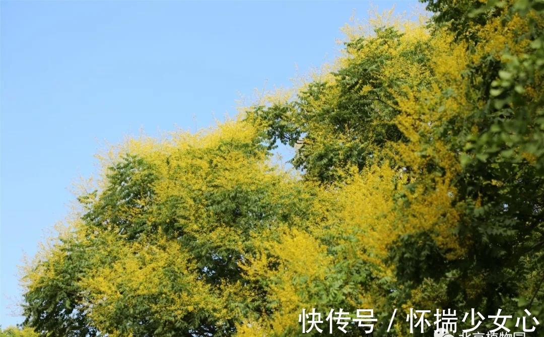 栾树花开缀枝头 树满黄金醉怡人
