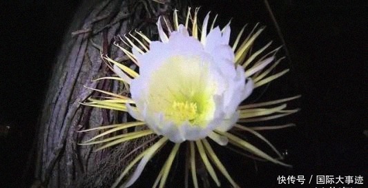 世界上“身价”最贵的5种花,市值1500万的“鬼兰”,看你见过几种?