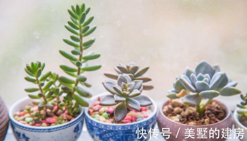 多肉状态为啥差别甚大,别家的肥美又鲜亮?被这3个原因耽误了