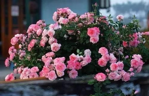 春天种上爬藤植物，夏天花儿爬满墙！