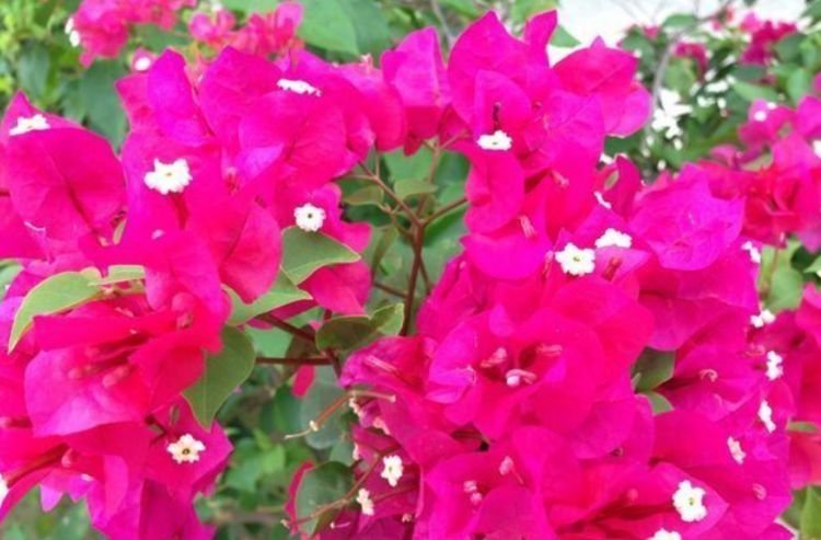 养花就养个花期长的，花大色艳，花姿妖娆，四季繁花似锦