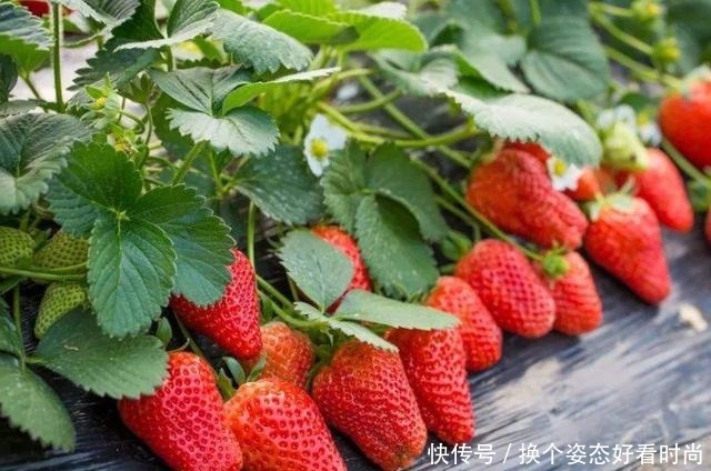 小编|买草莓时,看到这“4种”千万不要买,老板我从来不让家人吃