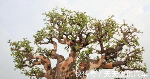 九里香多少钱一棵，九里香养护简单，花开爆盆飘香九里