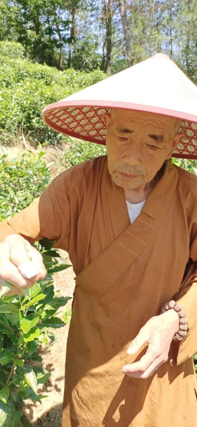  建寺|请购纯天然好白茶，结缘建寺功德