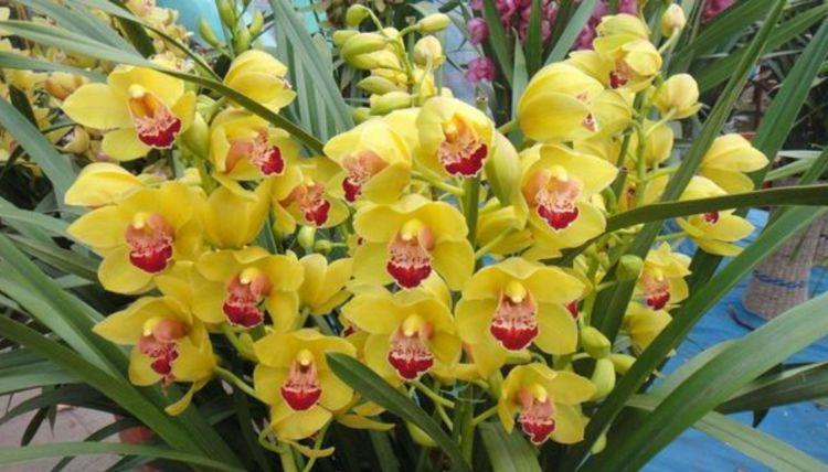 庭院选这几款花,花姿妖娆,一棵变成一大盆花儿,越养花越多