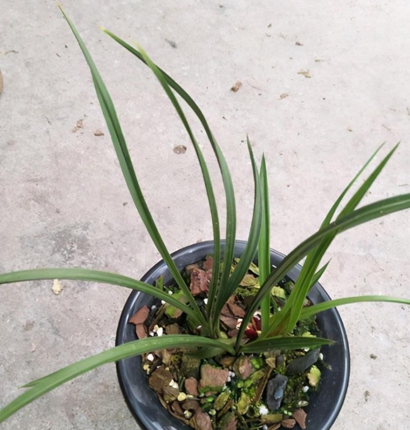 养兰花要定时换盆，脱盆、修剪、上盆及养护，每步都有注意事项