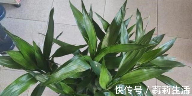 富贵竹最喜欢这些“东西”，花几块钱买一点，比阿司匹林靠谱多了