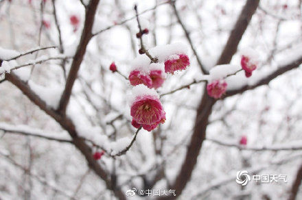 河南|河南汝南踏雪寻梅