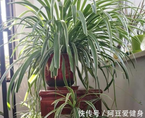 养花|养花不用买肥料,4种''生活垃圾''一处理,盆栽开花又大又漂亮