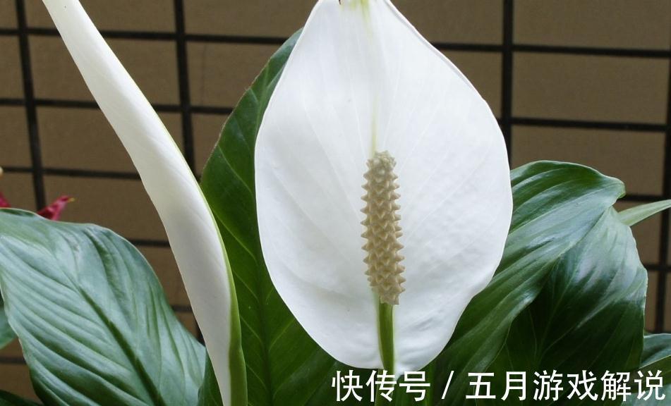 养一帆风顺，记住这些，不黄叶开花多