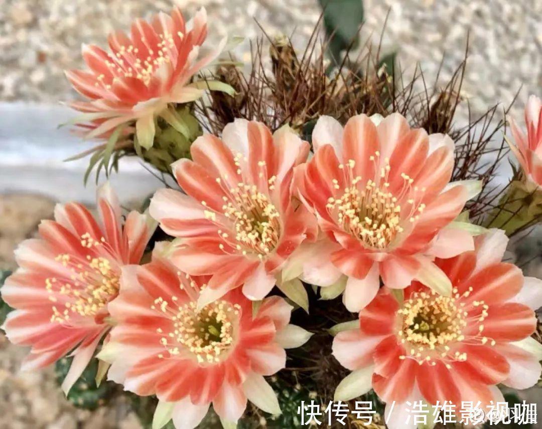 叶子|君子兰千万别喷水,一喷水就烂叶,3天就要死翘翘!