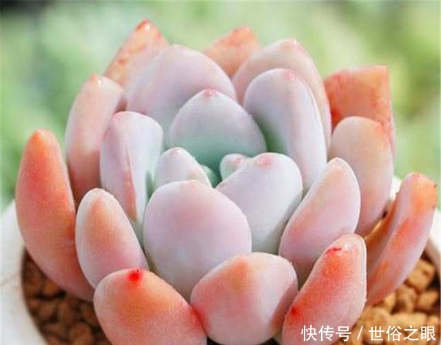 多肉植物度夏难3个巧办法,不黑腐不烂根,到了秋季蹭蹭长