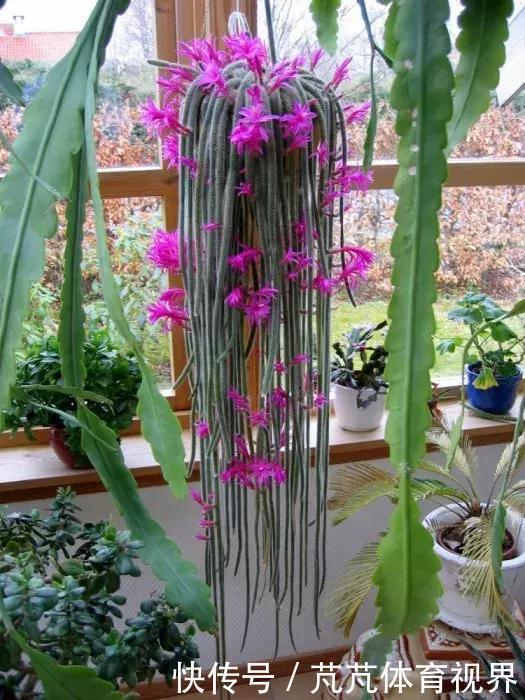 养2种仙人球,开花量比“蟹爪兰”还大,关键耐旱、好养