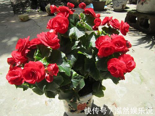 “夏必死”的4种花，现在赶紧扦插几盆，生根快成活率高