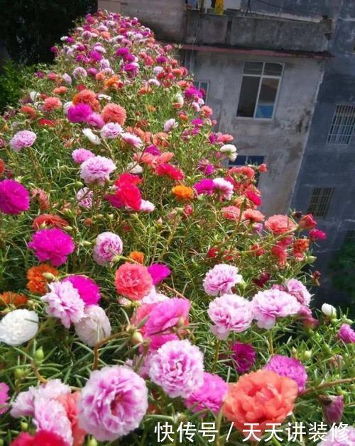 蓝雪花|家里养这3种花,6月搬出去使劲晒,晒得越狠开花越旺