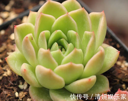 多肉玉杯东云怎么养告诉你3个小妙招，养出最美的玉杯东云