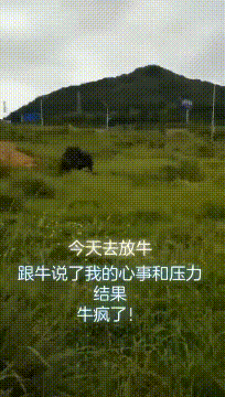 |搞笑GIF:大哥,你要是听了我的心事 和压力,你也跟这牛一样的下场