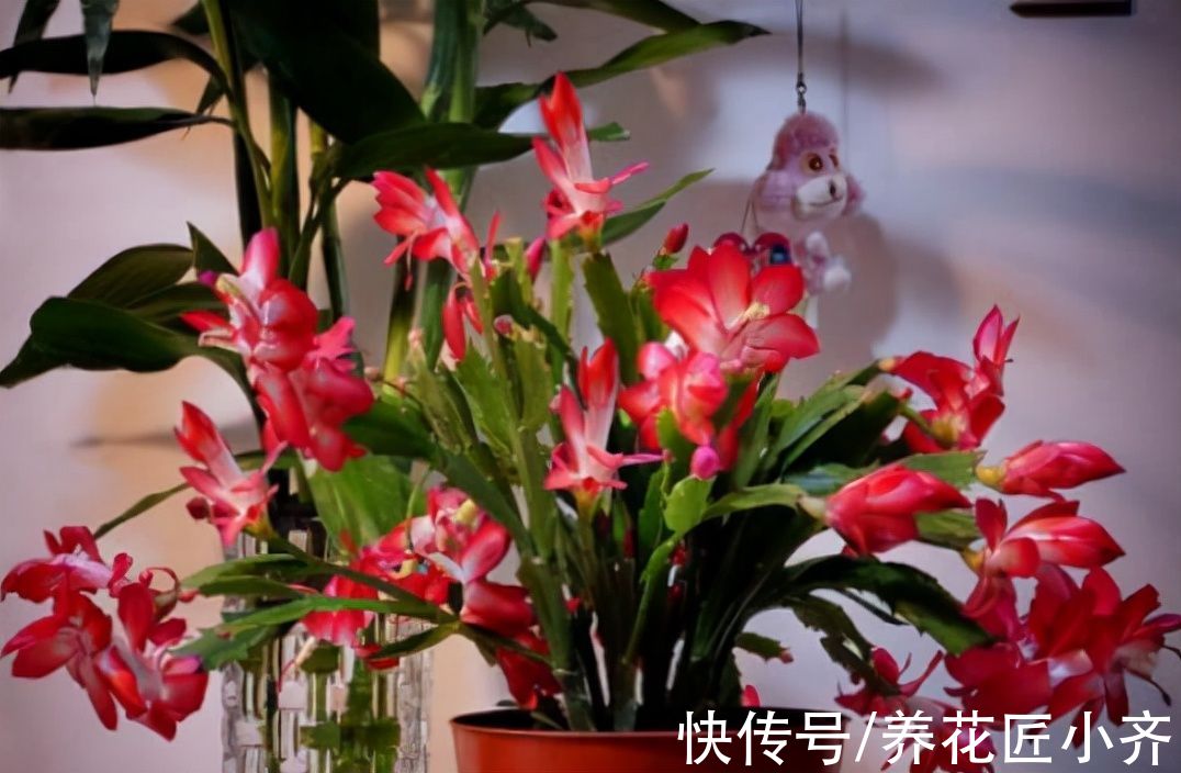 去年的蟹爪兰一个花苞没长，只需3步操作，花苞“蹭蹭冒”