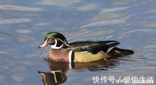 对联文化$才女一上联“河里两只鸳鸯情切切”,书生一下联,少女又羞又气