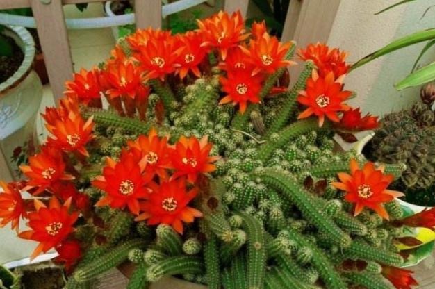 蚂蚁|花农养花为啥成本这么低学会用小苏打,几十盆都花不了2块钱