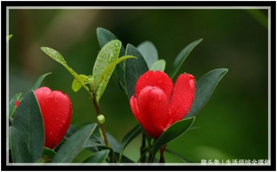 可以四季开花的红山茶,养护注意这几点,新手也能养爆盆