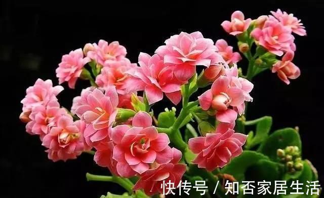 想要长寿|想要长寿花花期长,开花不断,那要这样养