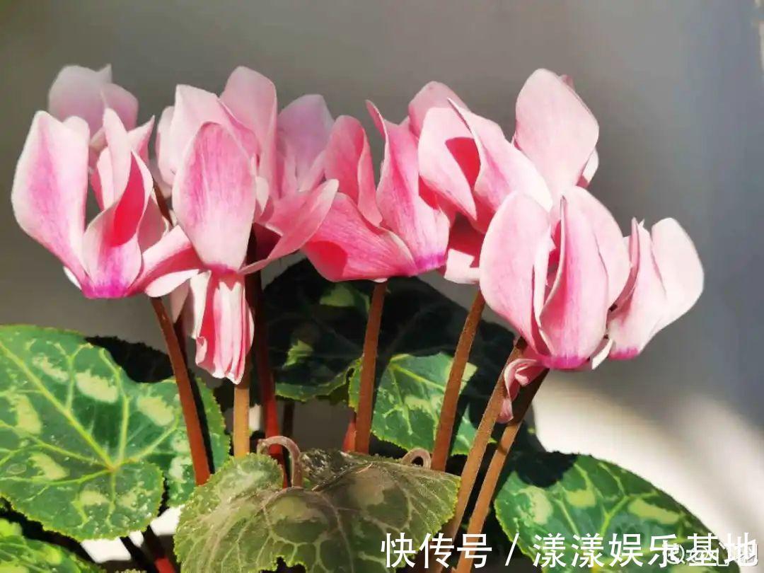 10种花要控水,天热反而不能浇,一浇水就死