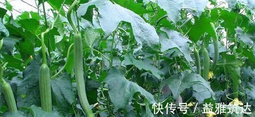 月经不调|吃丝瓜能抗癌止咳，但效果最好的地方都被扔了，后悔现在才知道