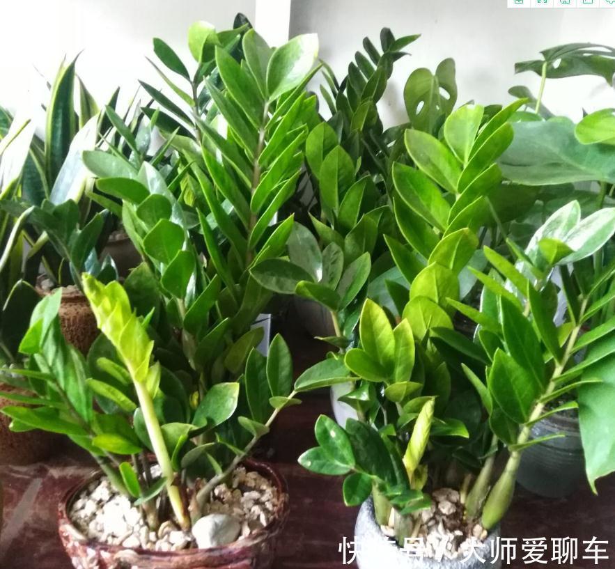 公认的6种吉祥花，株型奇特寓意好，还能吸废气，大人孩子都喜欢