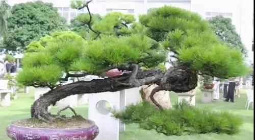 曾经无人识的山松火了，以苍劲雄奇，嶙峋古朴之姿，征服了盆景界