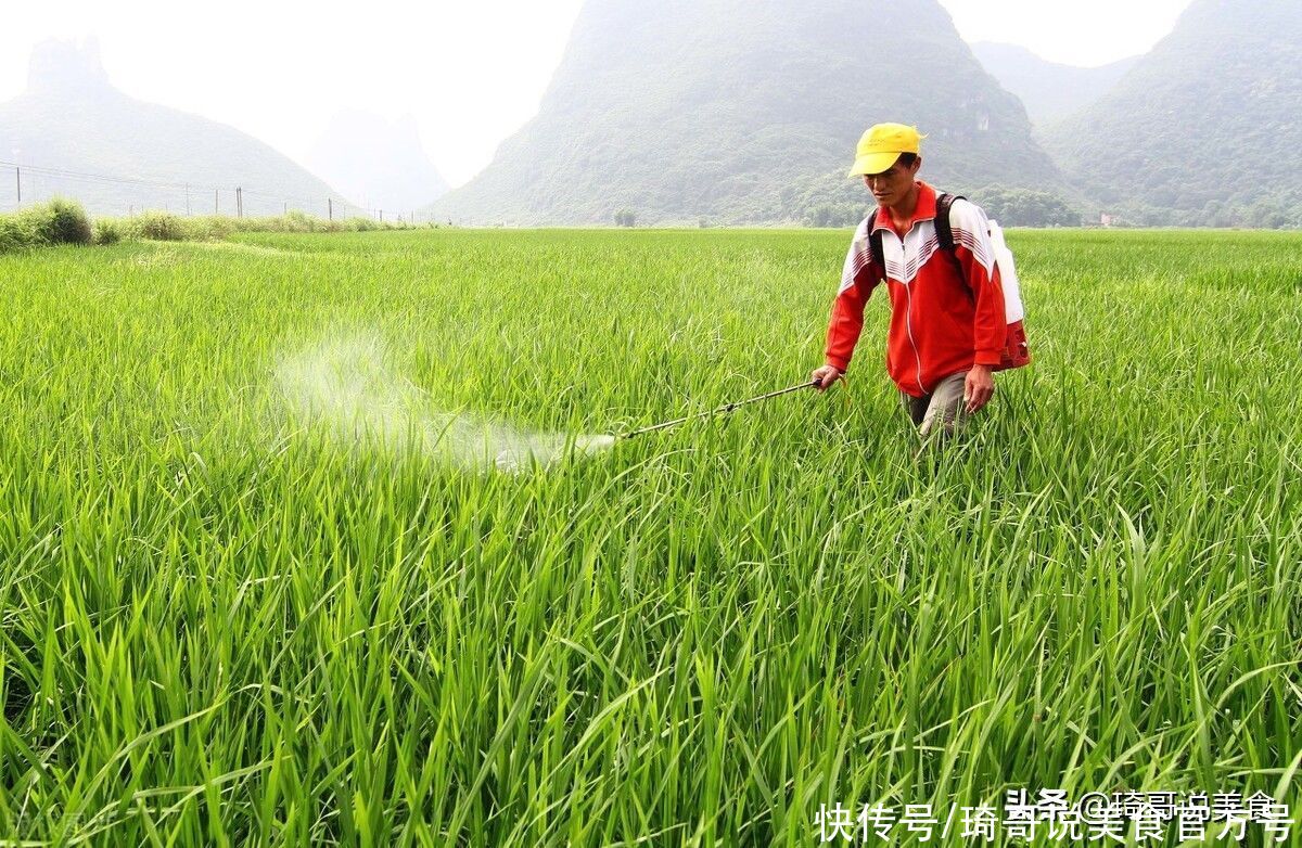 西红柿|芒种将至，老传统别丢，“3吃2忌2防”，顺应节气，家人更健康