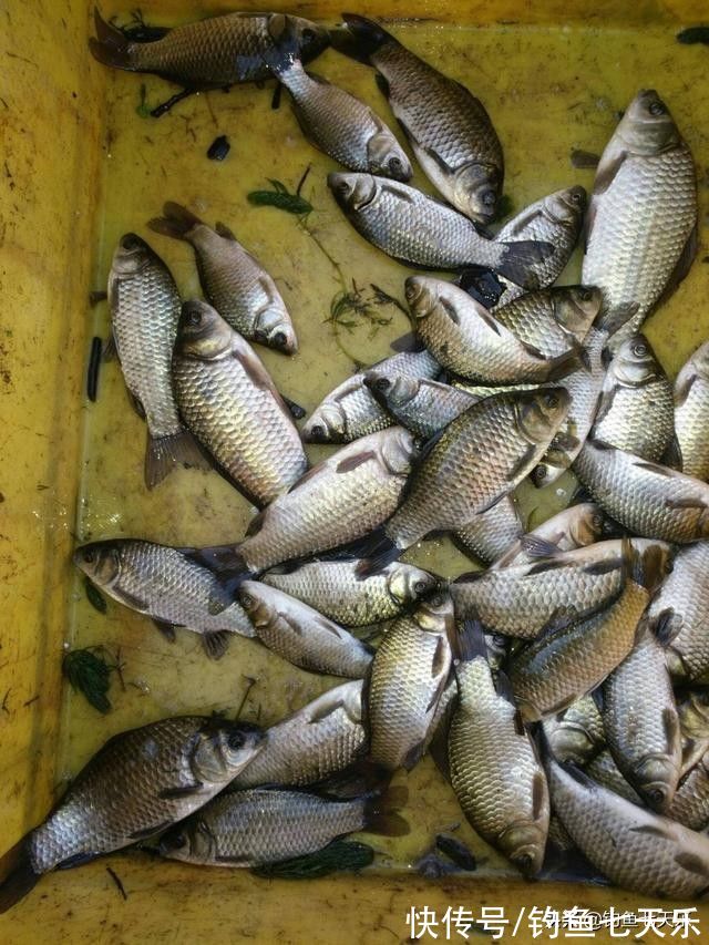 初冬温差大鱼难钓?掌握几个关键点,大小鲫鱼一块钓