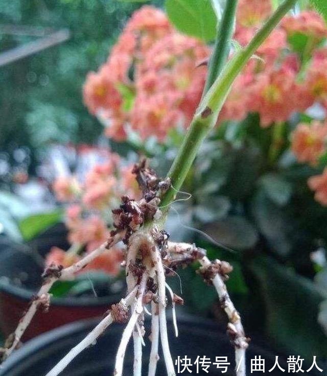 扦插月季不生根用它捂一捂,过几天“冒白根”,变成月季大户!