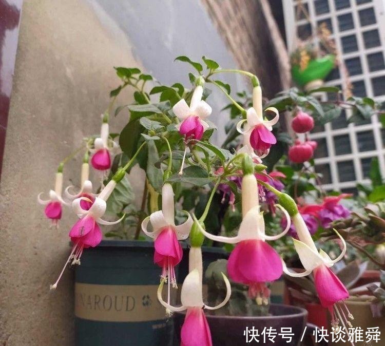 四季|阳台上养盆它,喜庆又漂亮,一棵扦插十棵,四季都开花