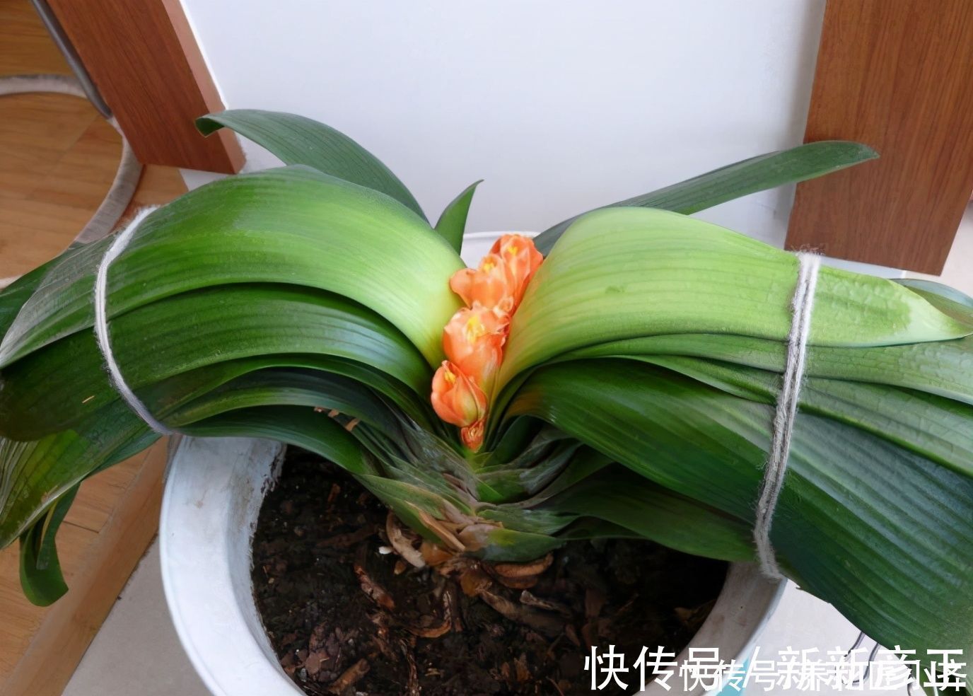肥料|君子兰花箭“夹住了”,只需简单四步,让花杆快速长高,正常开花