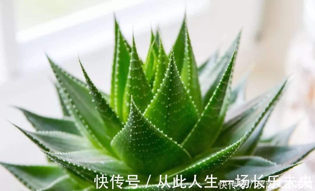 玉树|这6种植株,不浇水反而爆盆,新手赶紧养起来吧