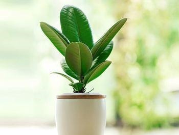 这6种花卉，越是忘记浇水，越容易长爆盆，新手和懒人都爱种