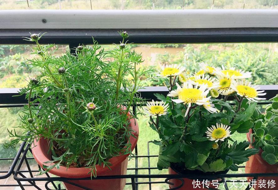 糟蹋|养花不懂得浇水的技巧，只会白糟蹋钱和植物