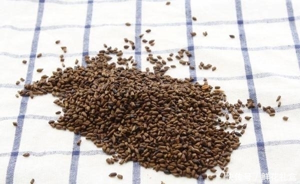 決明子和它搭配服用效果喜人，經常泡水喝，還能幫血管“洗個澡”