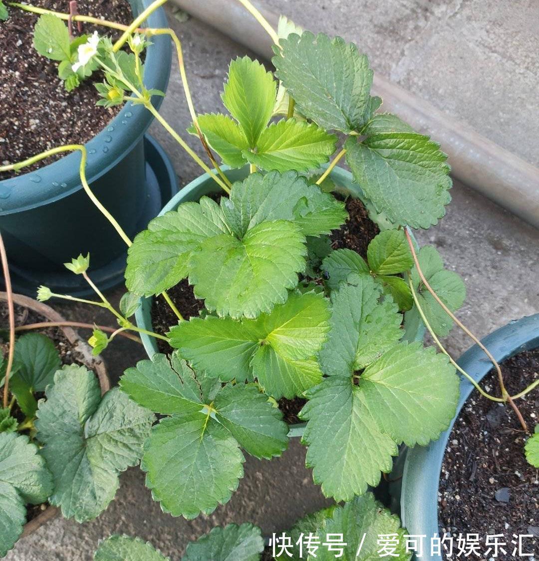 果子|阳台养花也种果,3种水果可盆栽,果子多、味道好、养护简单