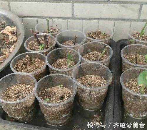 生根剂不用买，用家家都有的“小东西”，2分钟就能制出来
