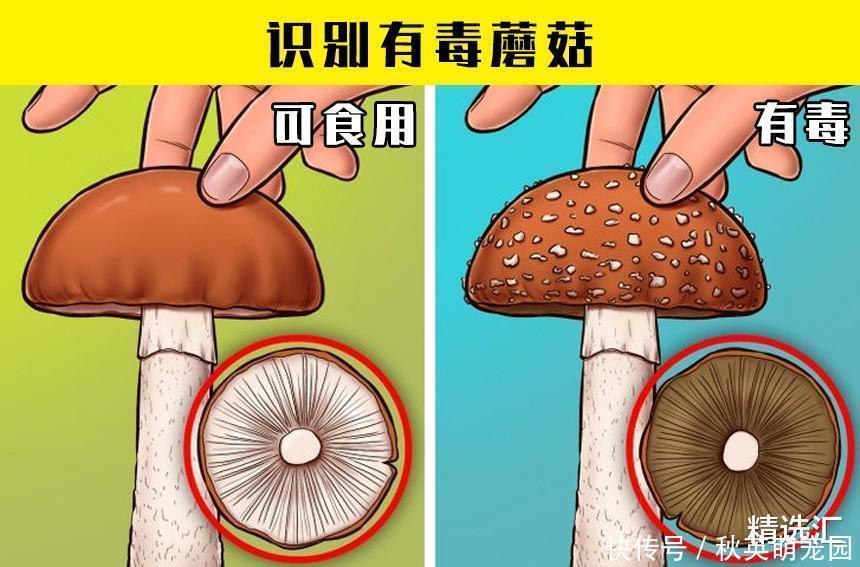 毒蘑菇|在紧急情况下，或许可以拯救生命的7个小技巧