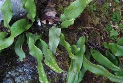 岩石|一种“精灵草”，专长岩石上，民间拿来泡水喝，野外遇见要珍惜