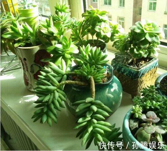 天然“有机肥”可以养花,花儿蹭蹭长新芽,花苞窜真有生机!