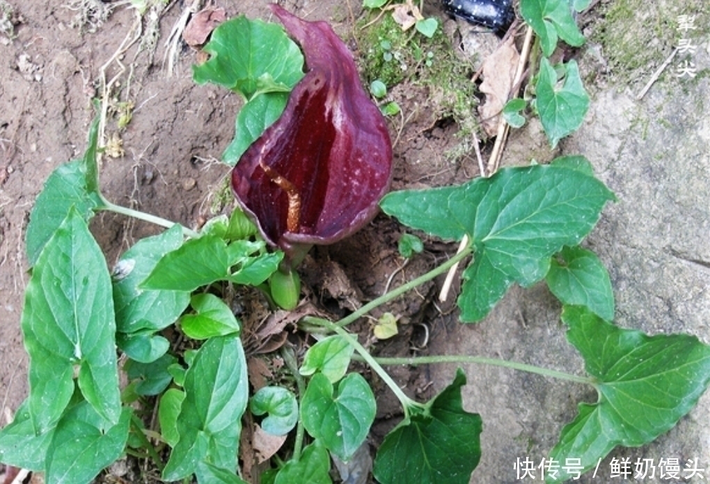 山里遇见这种植物,是您福分,请记住它,当下极为珍贵