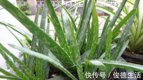 美容|3種花女生必選，美容、助睡眠，家里養1盆，越變越美